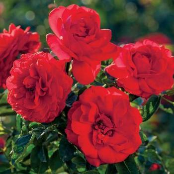 Rosa 'Meiscarlebo' - Canyon Road™ Rose