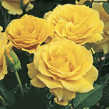 Rosa 'WEKmajuchi' - Doris Day Rose