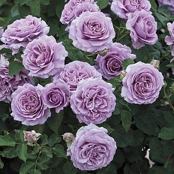 Rosa 'WEKstameda' - Love Song™ Rose