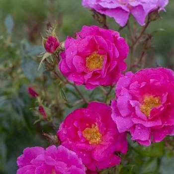 Rosa 'Radshining' - Shining Moment™ Rose