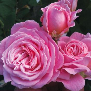 Rosa 'KORtekcho' PP25993 - Parfuma® Summer Romance™ Rose