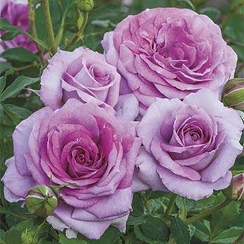 Rosa 'WEKwibysicpep' - Violet's Pride™ Rose