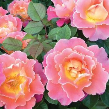 Rosa 'Radpetals' - Fruity Petals™ Rose