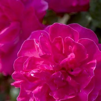 Rosa 'Radwire' - Highwire Flyer™ Rose