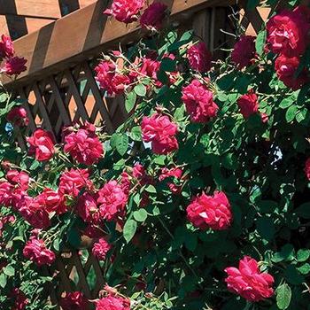 Rosa 'RADramblin' - Ramblin' Red® Rose