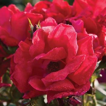 Rosa 'Radwin' - Winners Circle™ Rose