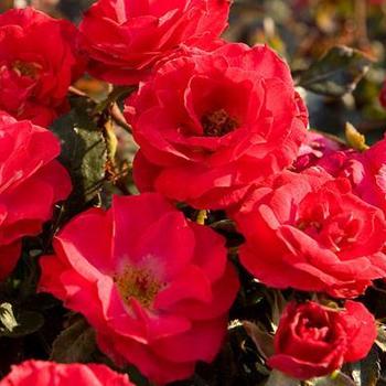 Rosa 'Meibekarb' - Cherry Sunblaze® Rose
