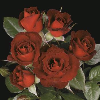 Rosa 'WEKdoudou' - Coffee Bean™ Rose