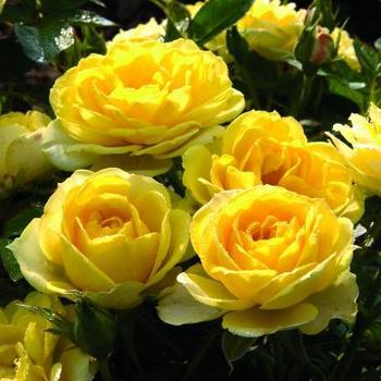 Rosa 'Meiskaille' - Yellow Sunblaze® Rose