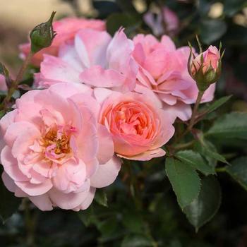 Rosa 'BAIypso' - Calypso Rose