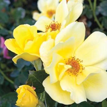 Rosa 'Radsun' - Carefree Sunshine™ Rose