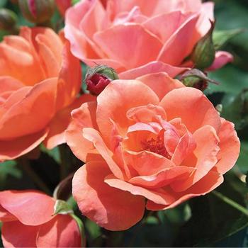 Rosa 'Radral' - Coral Knock Out® Rose