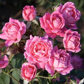 Rosa ‘Radtkopink’ - Double Pink Knock Out® Rose