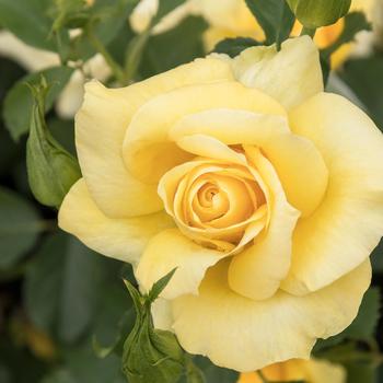 Rosa 'Radmonyel' - Grace N' Grit™ Yellow Rose
