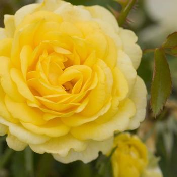 Rosa 'BAIage' - High Voltage Rose