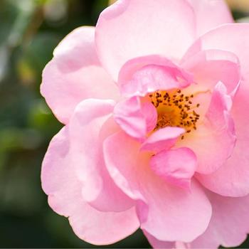 Rosa 'Radgor' - Peachy Knock Out® Rose