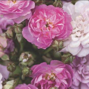 Rosa 'Zlepolthree' - Pretty Polly® Lavender Rose