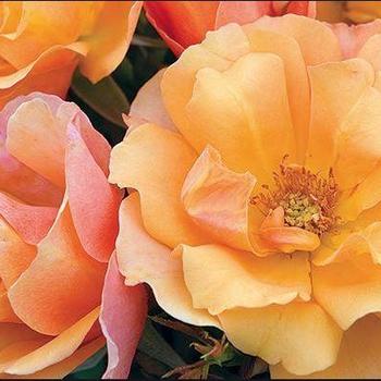 Rosa 'Meipomolo' - Tequila® Rose