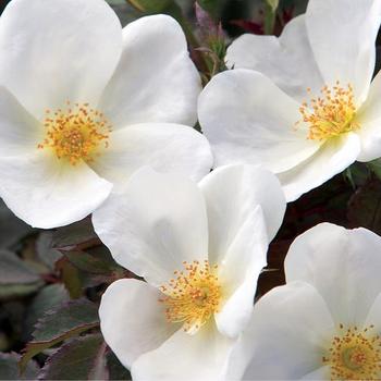 Rosa 'Radwhite' PP20273 - White Knock Out™