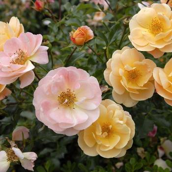 Rosa 'NOA97400A' - Flower Carpet® Amber Rose