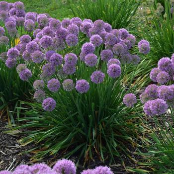 Allium 'Serendipity' - Ornamental Onion