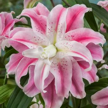 Lilium 'Sweet Rosy' - Oriental Lily