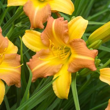 Hemerocallis 'EveryDaylily Punch Yellow' - Daylily