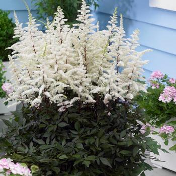 Astilbe arendsii 'Cappuccino' - False Spirea