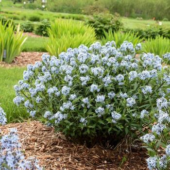 Amsonia 'Starstruck' - Blue Star