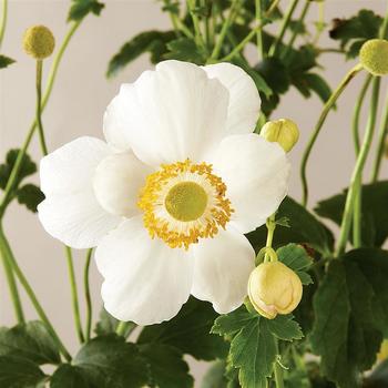 Anemone 'Pretty Lady Maria ' - Windflower