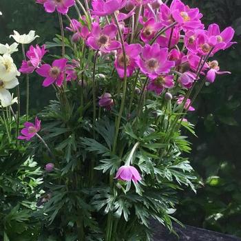 Anemone 'Spring Beauty' - Windflower