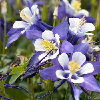 Aquilegia caerulea 'Kirigami™ Deep Blue & White' - Columbine