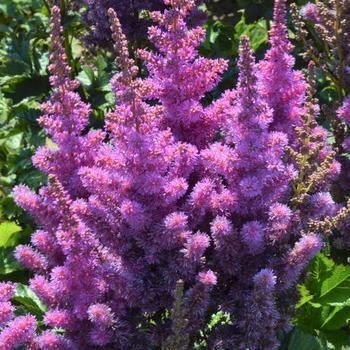 Astilbe chinensis 'Black Pearls' - False Spirea