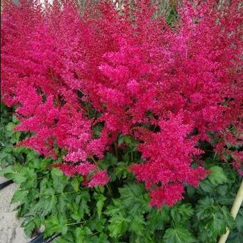 Astilbe arendsii 'Heavy Metal' - False Spirea