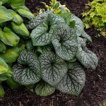 Brunnera macrophylla 'Jack of Diamonds' - Heartleaf Brunnera