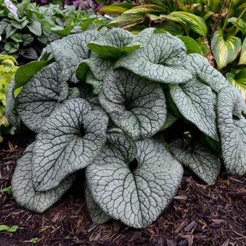 Brunnera macrophylla 'Queen of Hearts' - Heartleaf Brunnera