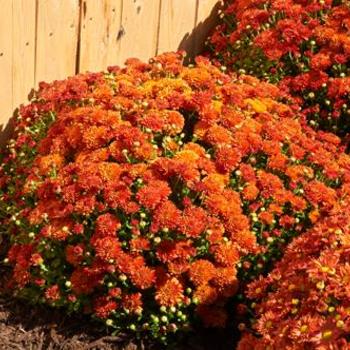 Dendranthema 'Harvest Igloo' - Hardy Mum