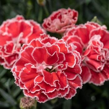 Dianthus 'Constant Beauty® Crush Orange' - Border Carnation