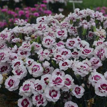 Dianthus 'Pretty Poppers™ 'Kiss and Tell' ' - Border Carnation