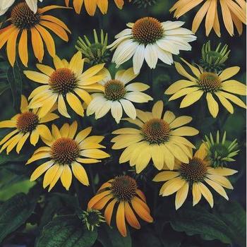 Echinacea purpurea 'Mellow Yellows' - Coneflower