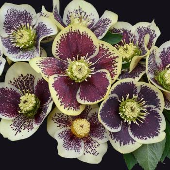 Helleborus 'Honeymoon® Rio Carnival' - Lenten Rose