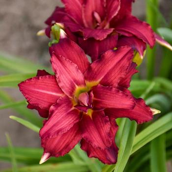 Hemerocallis 'Double Pardon Me' - Daylily