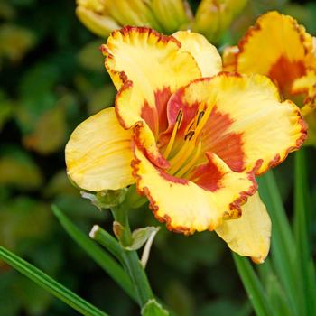 Hemerocallis 'Irresistible Charm' - Daylily