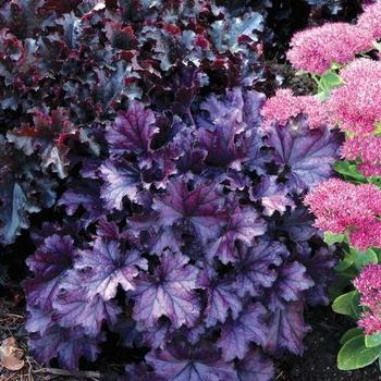 Heuchara 'Forever Purple' - Coral Bells