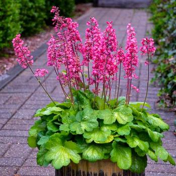 Heuchera 'Timeless Glow' - Coral Bells