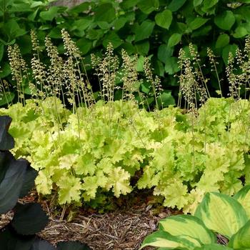 Heuchera 'Twist of Lime' - Coral Bells