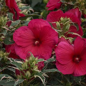 Hibiscus 'Summer Carnival' - Rose Mallow