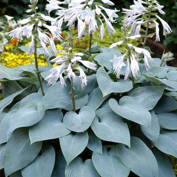 Hosta 'Bulletproof' - Plantain Lily
