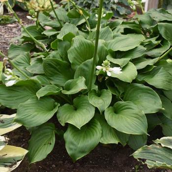 Hosta 'Royal Crest' - Plantain Lily