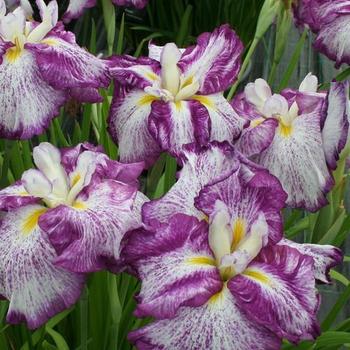 Iris ensata 'Harlequinesque' - Japanese Iris